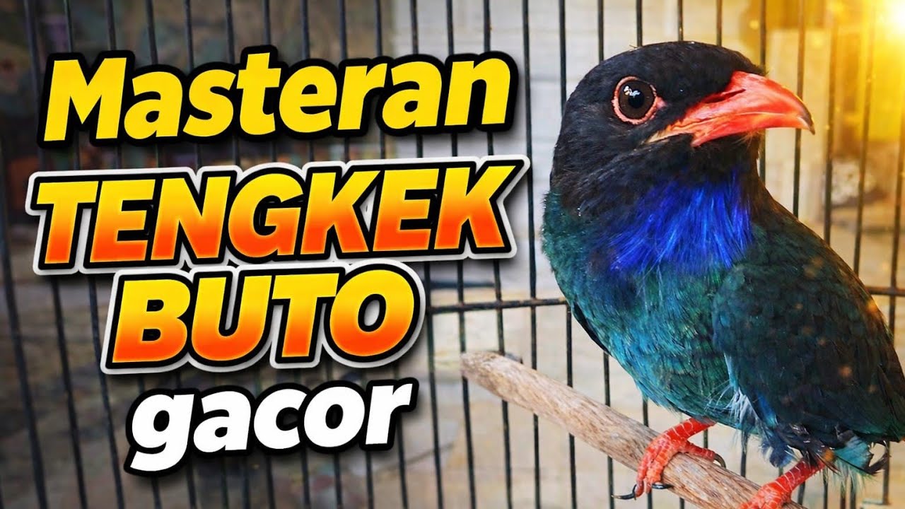 Masteran Tengkek Buto gacor #tengkekbutogacor #birds #kicaumania #kicaumancingtv 