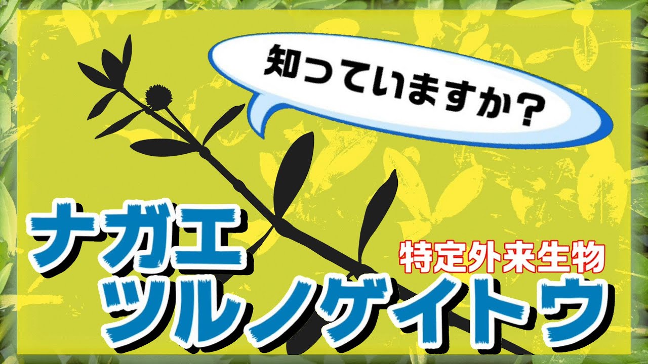 【解説】知っていますか？特定外来生物”ナガエツルノゲイトウ”