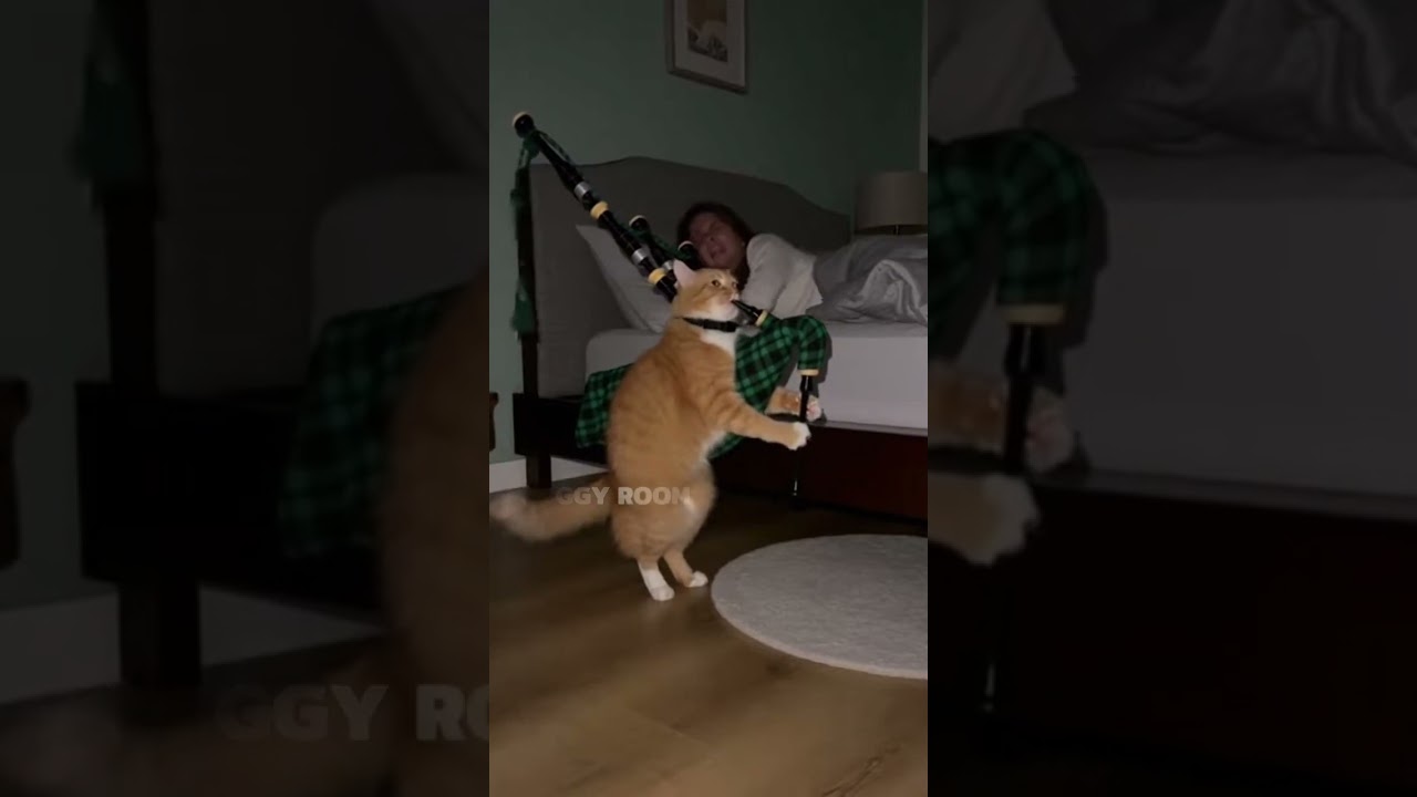 The chubby orange cat is going to play the harp tonight. 