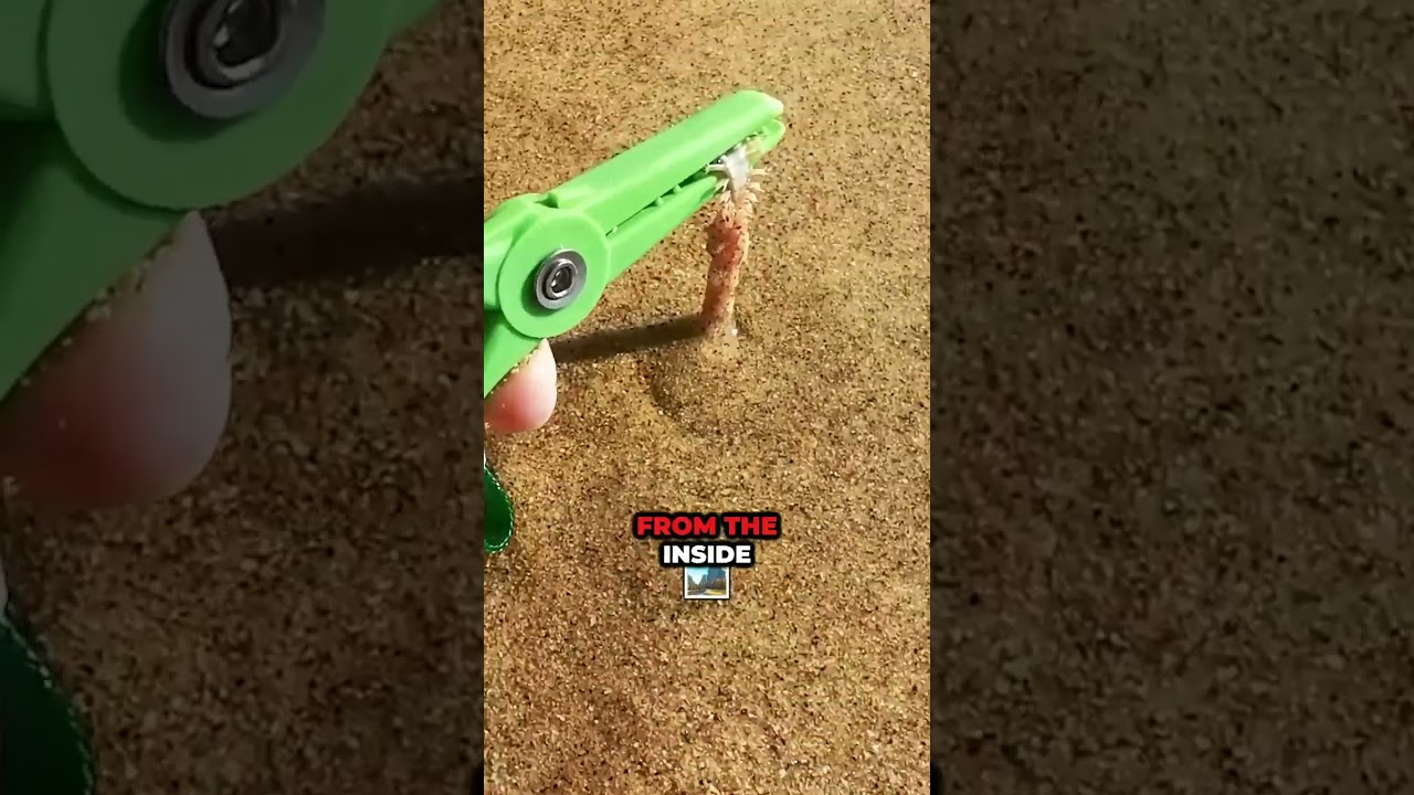 Bobbit Worm: Nature&rsquo;s Ultimate Predator #BobbitWorm #DeepSeaPredator #NatureFacts