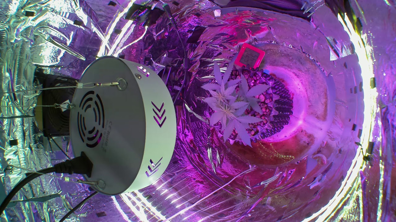 Two weeks in a spacebucket timelapse