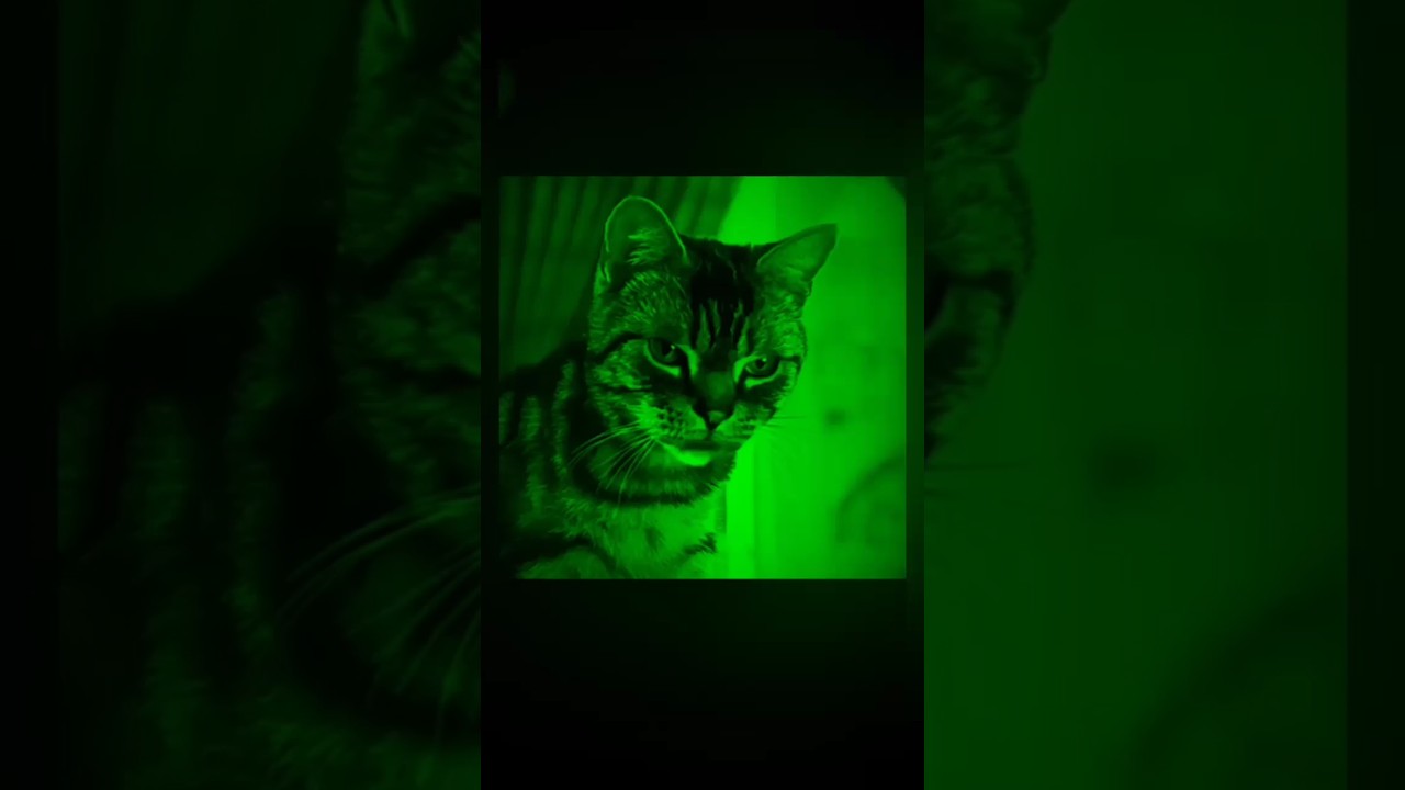 stuart little full movie।।