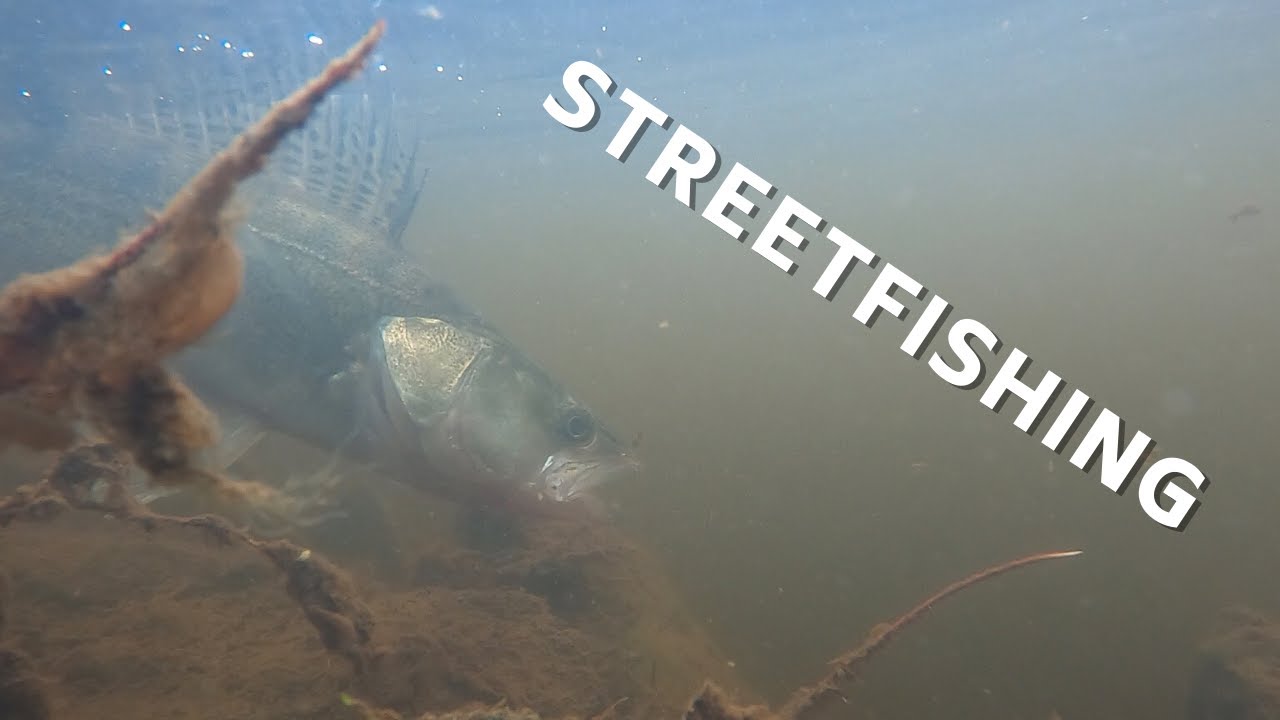 Gösfiske. Sveriges Bästa Gösvatten 2021