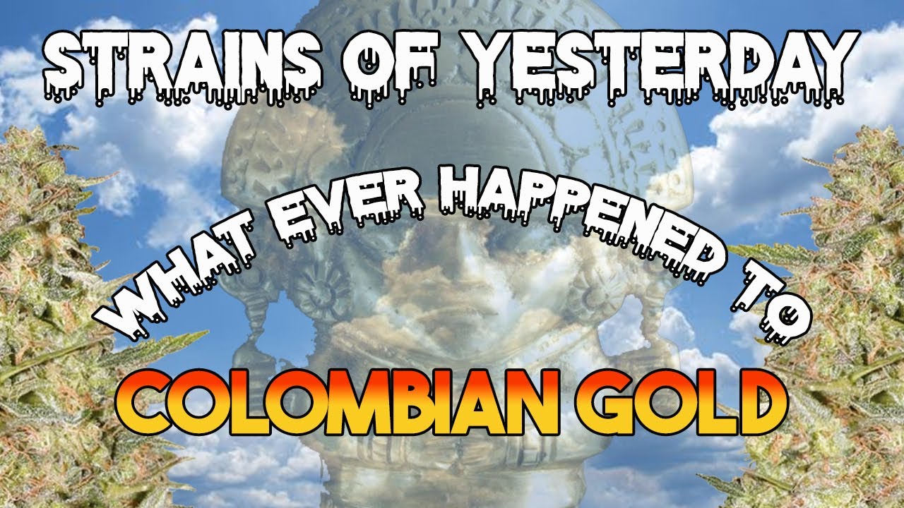 Strains of Yesterday : Columbian Gold