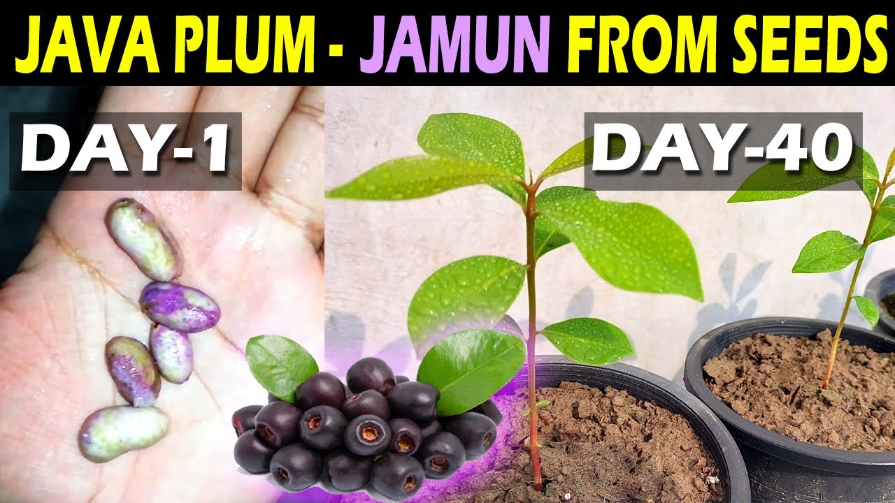 How to Grow JAVA PLUM From Seeds - Black Plum / JAMUN Tree Growing From Seeds - Sprouting Seeds