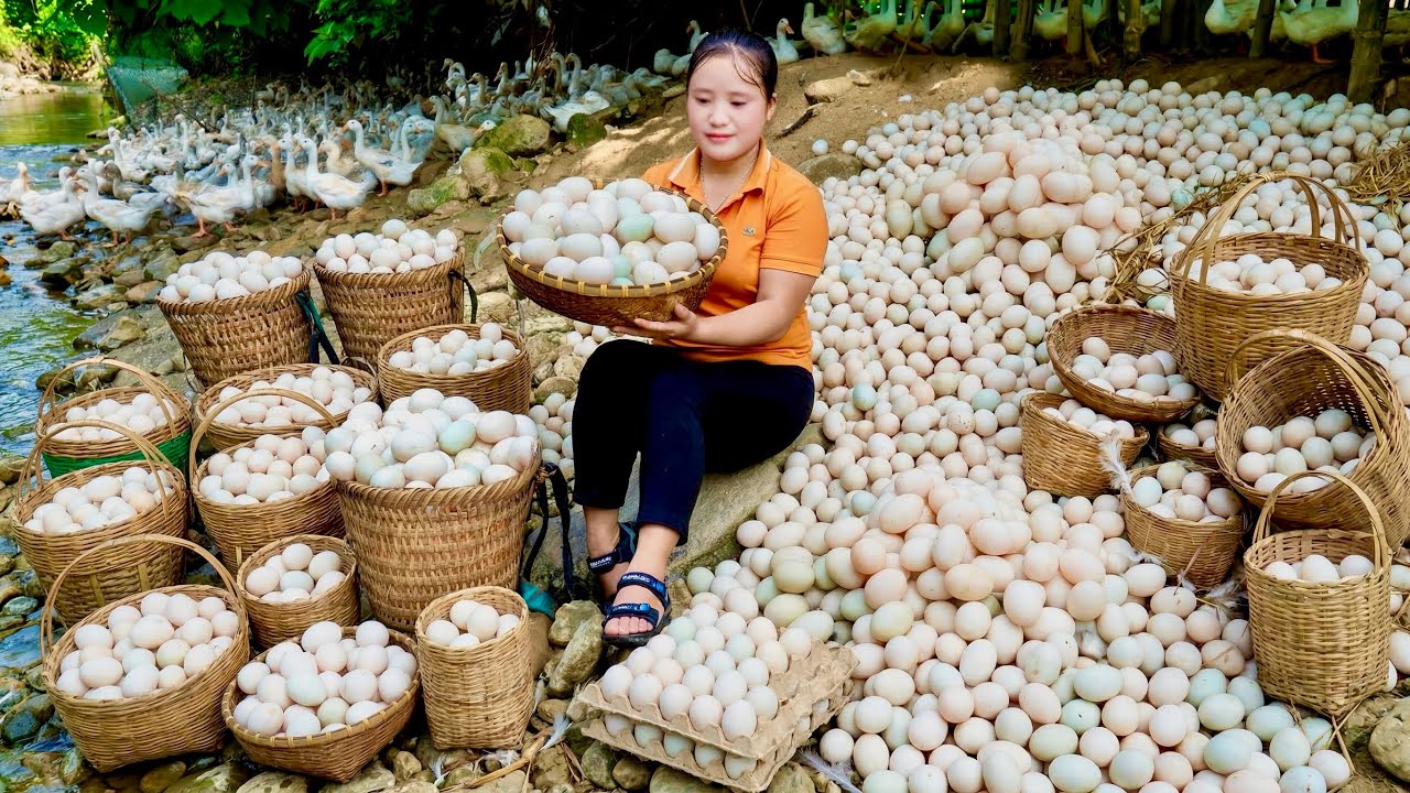 The Stream of Paradise Where Mother Ducks Lay Many Eggs, Duck Egg Harvesting