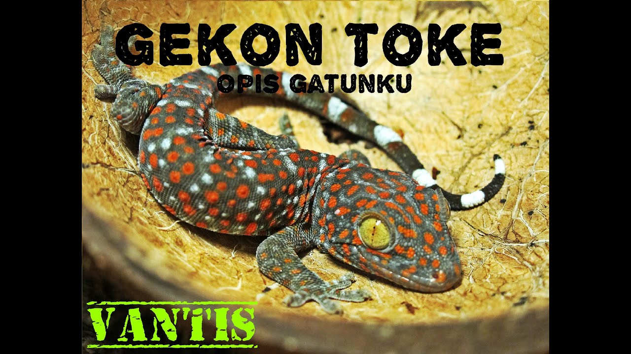 [Species] Gekon Toke (Gekko gecko) - opis gatunku / Tokay Gecko - species description