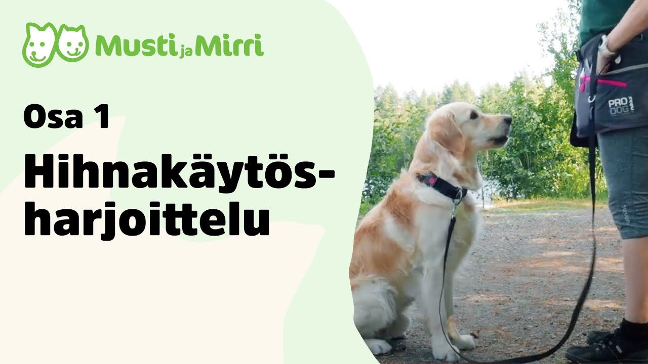 Koiran hihnaharjoittelu, osa 1