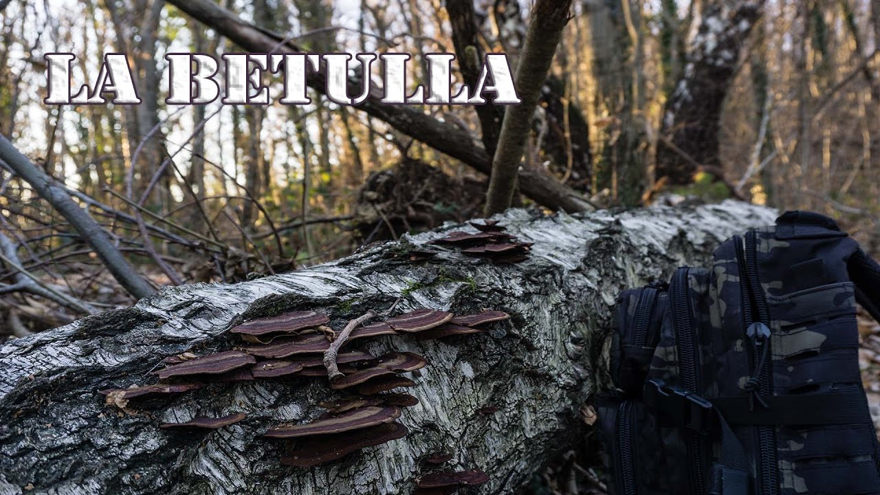 LA BETULLA BIANCA - specie vegetali utili per la sopravvivenza (ep.1) 🌳🌿🌱