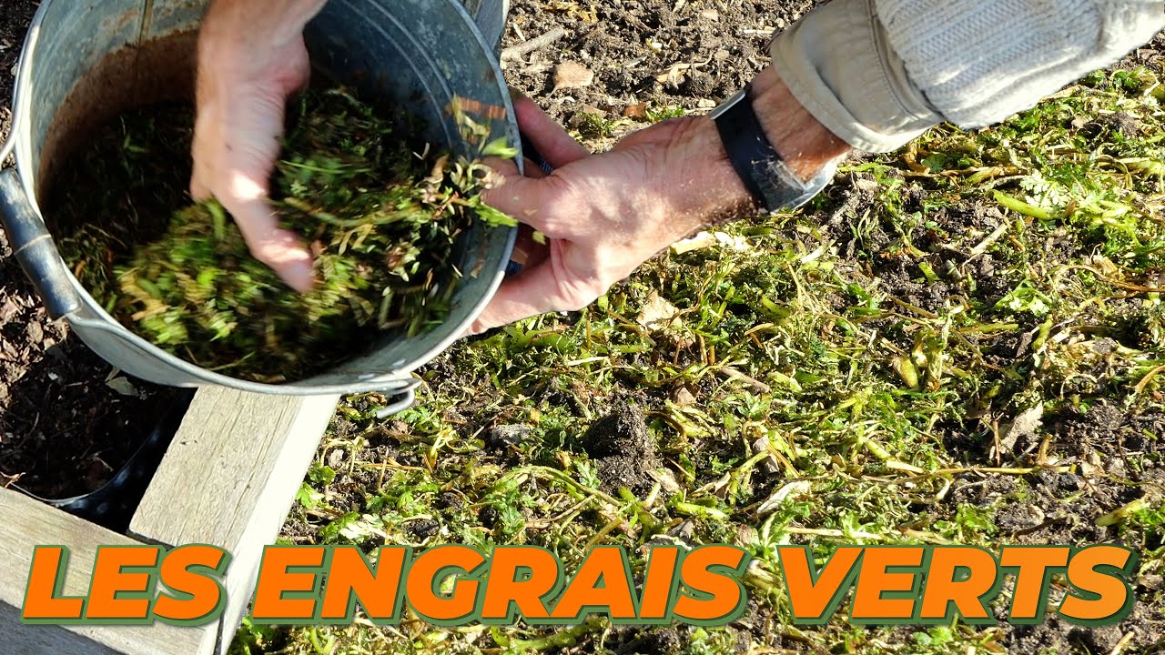LES ENGRAIS VERTS : COMMENT LES UTILISER ? - Que Faire Dans Mon Jardin ? Semaine 08