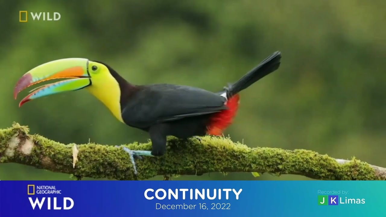 National Geographic Wild Asia continuity | December 16, 2022