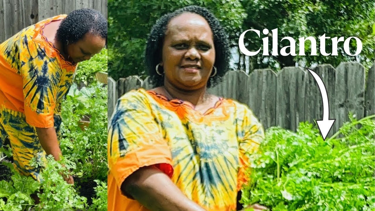 Organic Cilantro Harvesting & Prep | Kitchen Garden Tips | Cilantro Storage & Preservation
