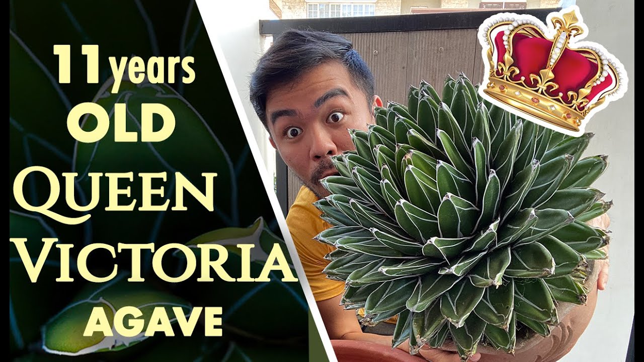 Repotting the 11-years old QUEEN VICTORIA
