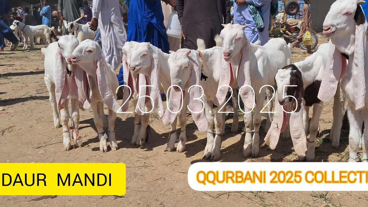 DAUR MANDI || QURBANI 2025 || BIGGEST GULABI GOATS MARKET