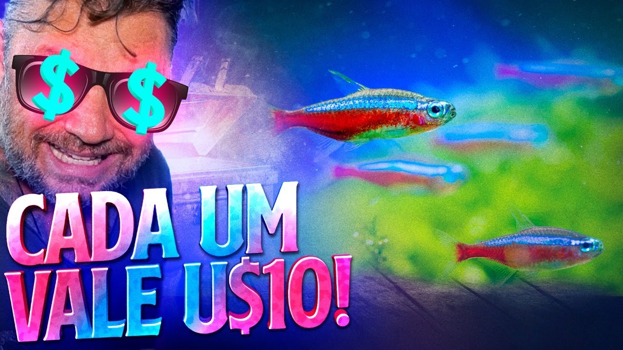NEON, O PEIXINHO AMAZÔNICO QUE VALE OURO! | RICHARD RASMUSSEN