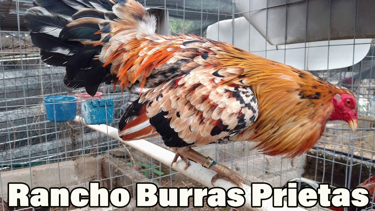 Shamo Hennie Asil YLH Jap Rancho Burras Prietas