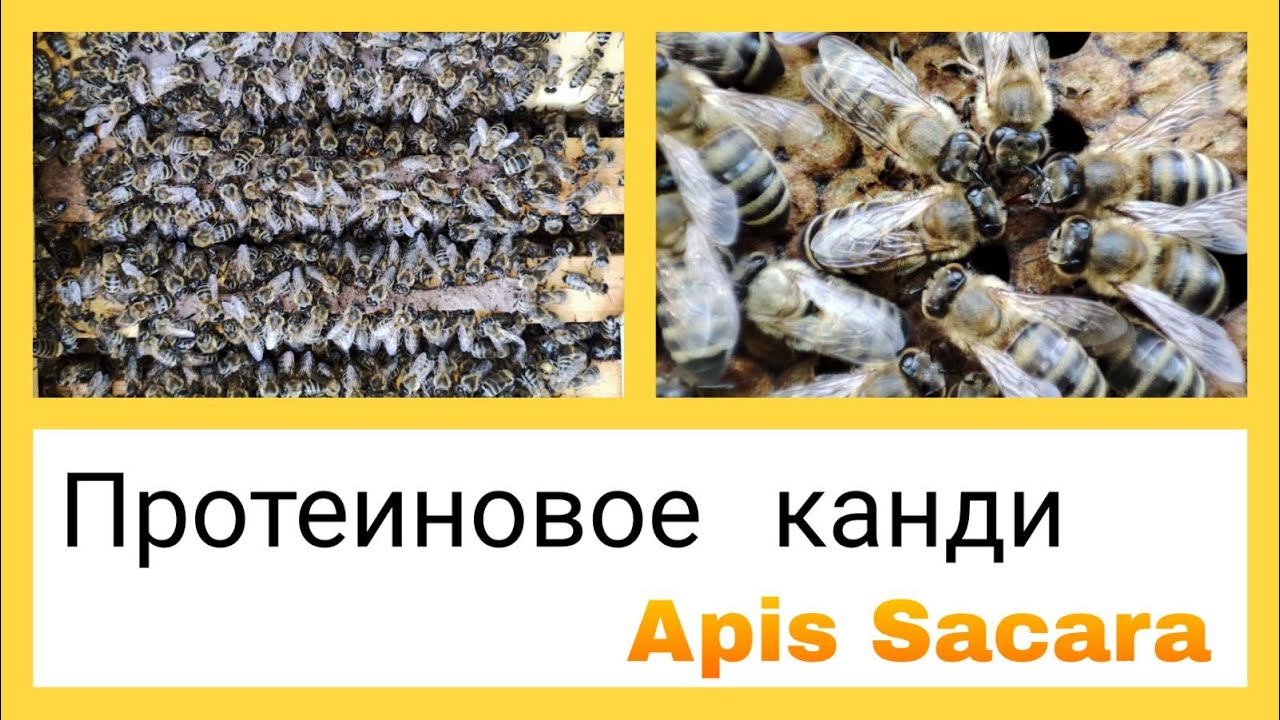 Протеиновое канди!!!   #канди #протеиновоеканди