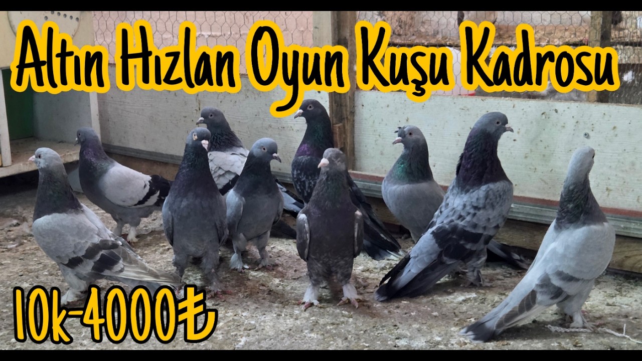 Altın Hızma, Oyun Kuşları. Watsap.545.550.0192