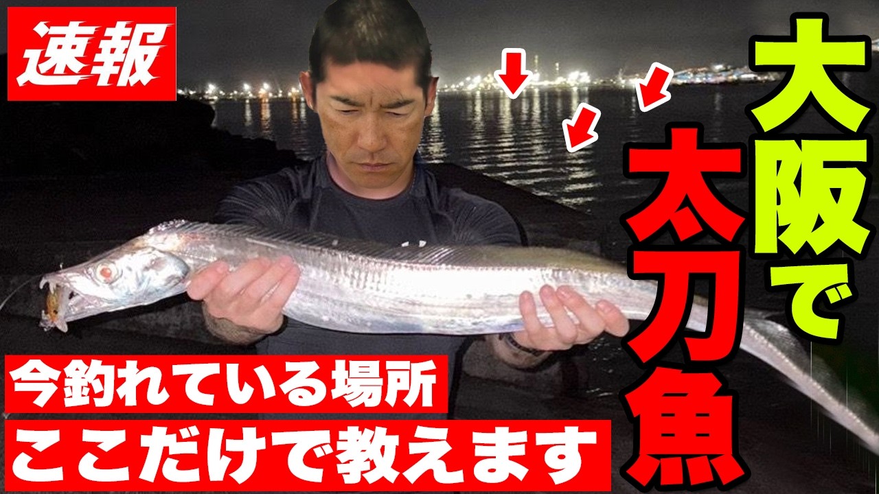 【大阪タチウオ開幕】今釣れている場所をここだけで教えます。#太刀魚