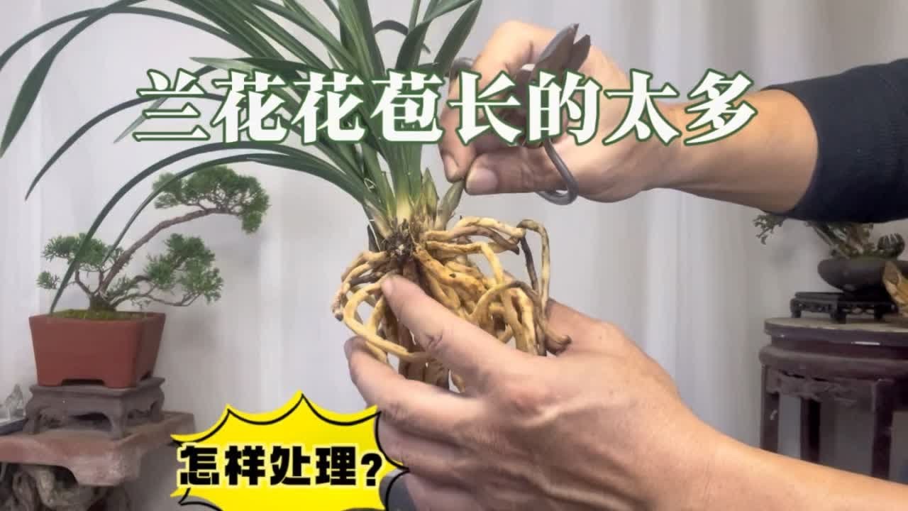 兰花花苞长得太多，不一定好！怎样处理？赶紧看看 园艺师教你，兰花花苞长得太多了的处理方法和注意事项。#兰花