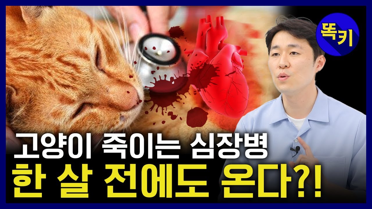 고양이 비대성 심근증(HCM)이 무서운 이유