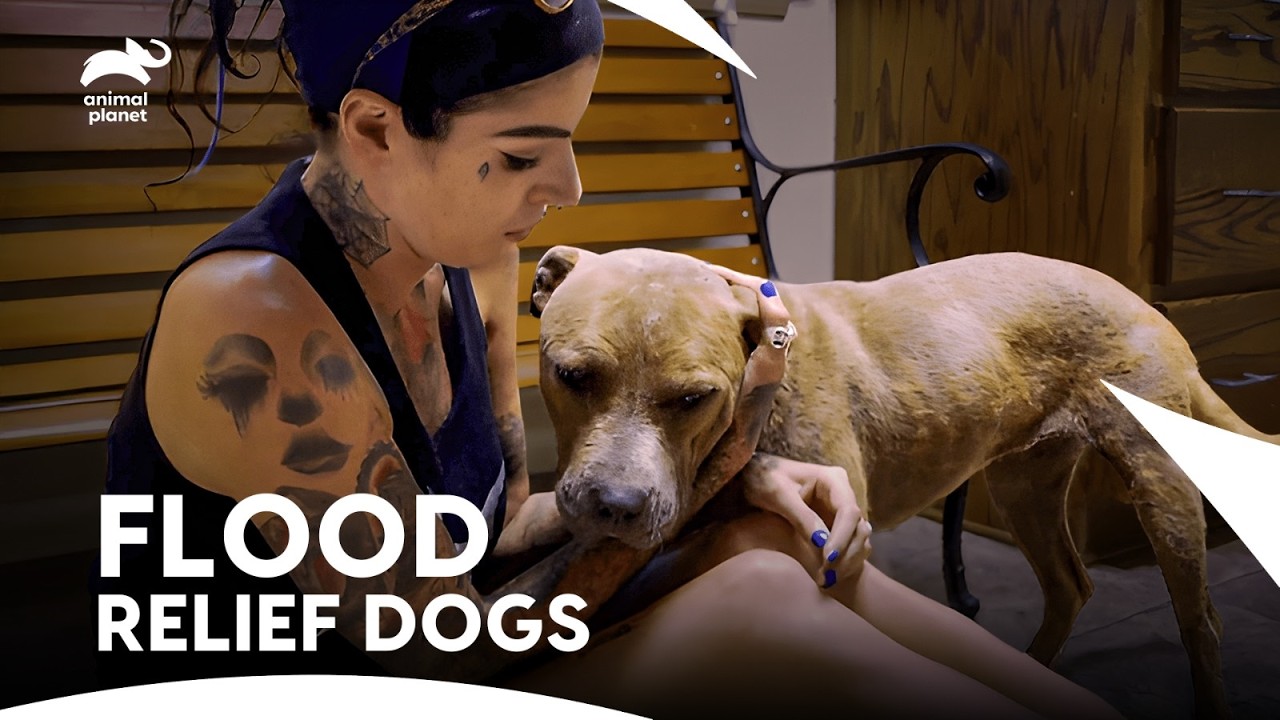 Parolees Help Rescue Dogs During Louisiana Floods | Pit Bulls & Parolees S8 ep7,6,9 | Animal Planet