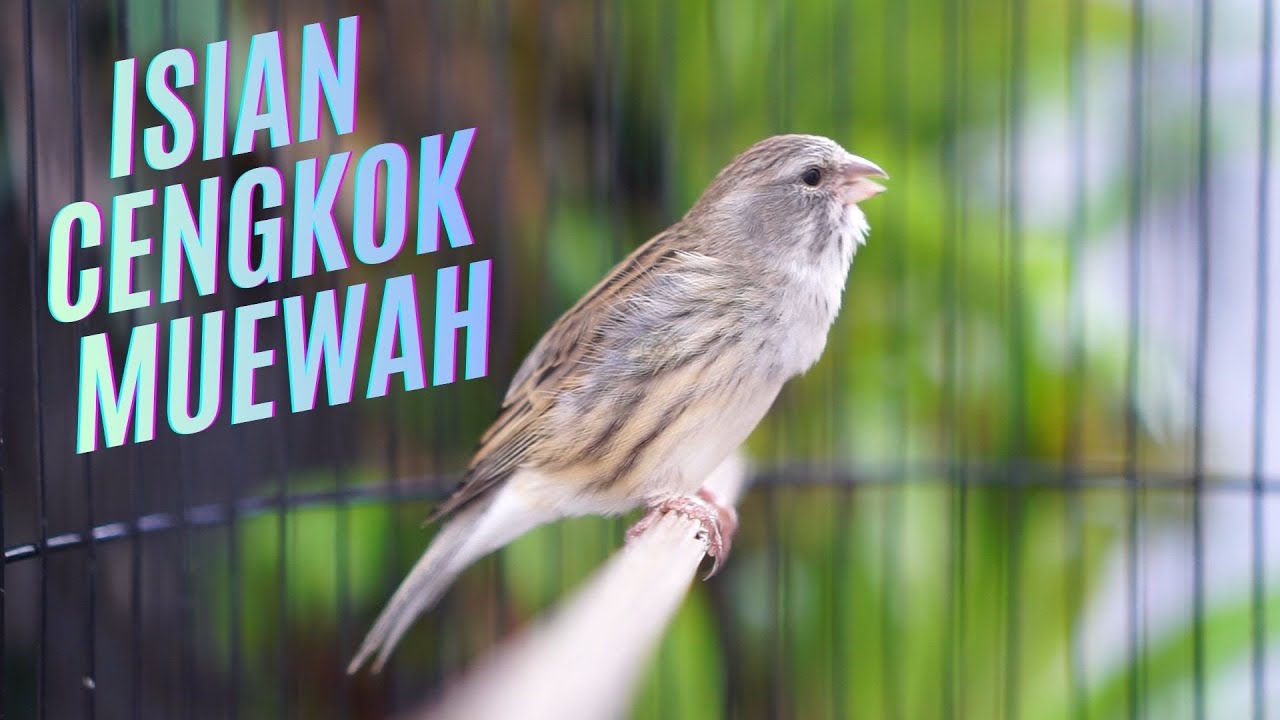 MATERI MEWAH LAGU JAWARA ! MASTERAN KENARI ISIAN BLACKTHROAT GACOR MERDU DURASI PANJANG
