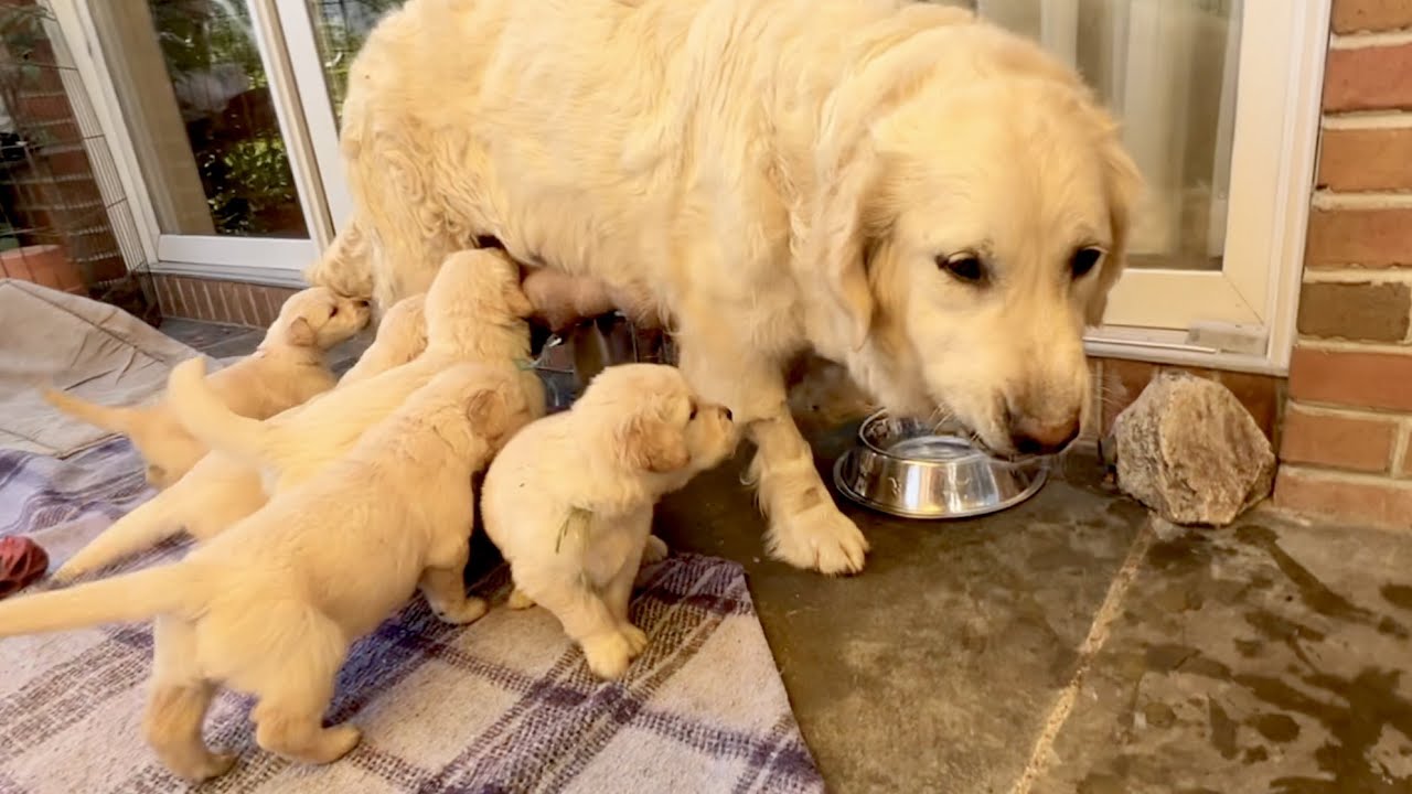 4 weeks old golden retriever puppies at a breeder’s place