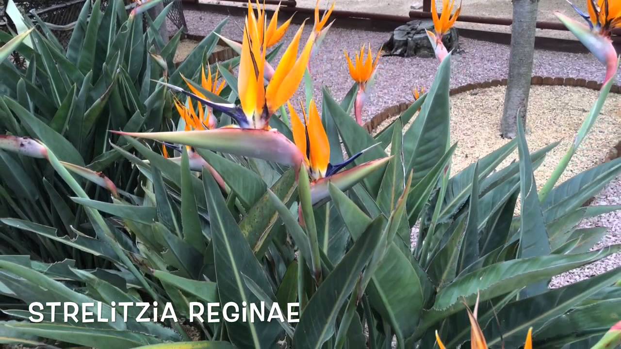 Strelitzia reginae. Garden Center online Costa Brava - Girona.