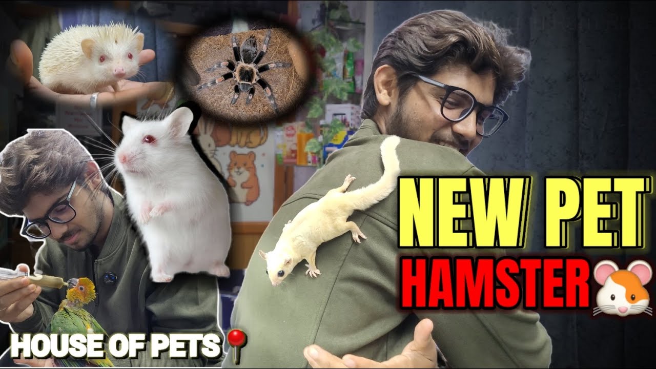 Got new *Hamster🐹*, House of pets - Epic vlog🤯 of rare animals🐹🕷🦔🦦🦜#newpet #hamster #trending #viral