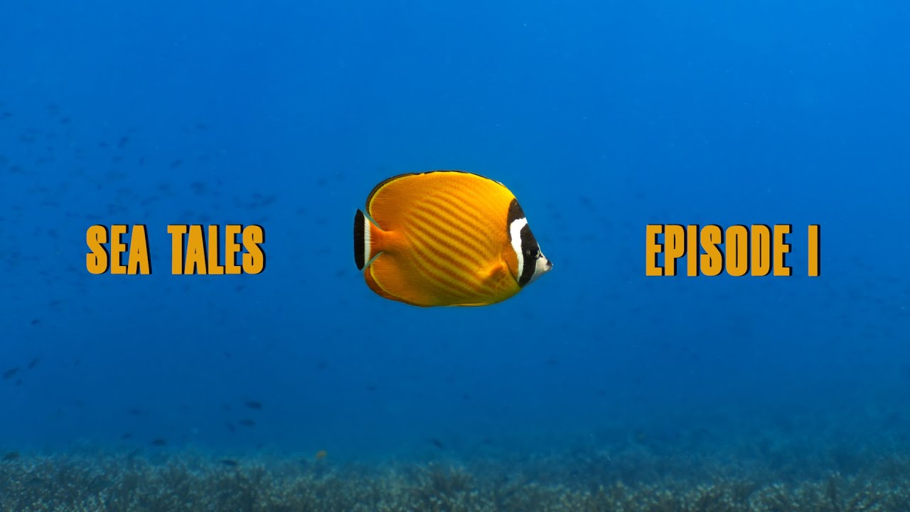 A butterflyfish documentary - Sea Tales EP1: Dazzling guardians