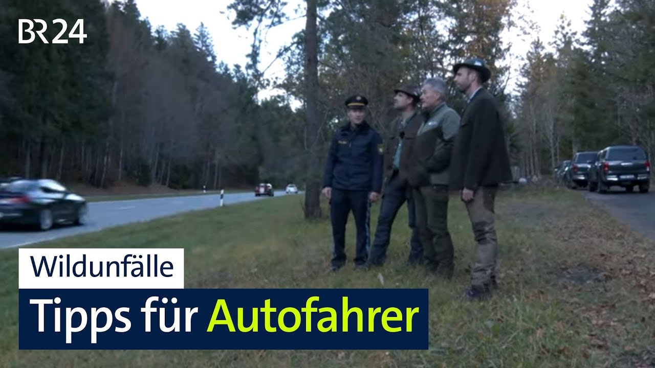 Tipps von Polizei und Jägern rund um Wildunfälle | Abendschau | BR24