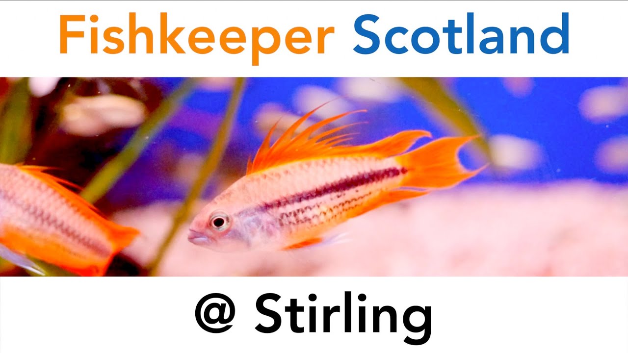 Fishkeeper Scotland @ Stirling