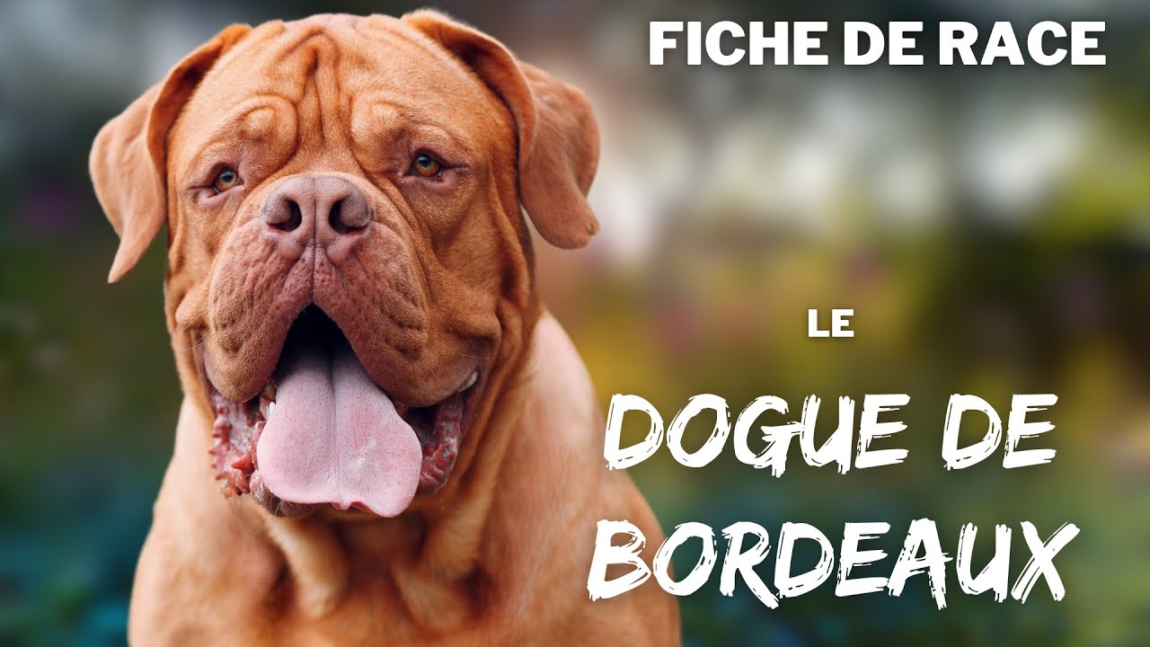 Race de chien Dogue de Bordeaux : caractère, dressage, comportement, santé de ce chien de race...