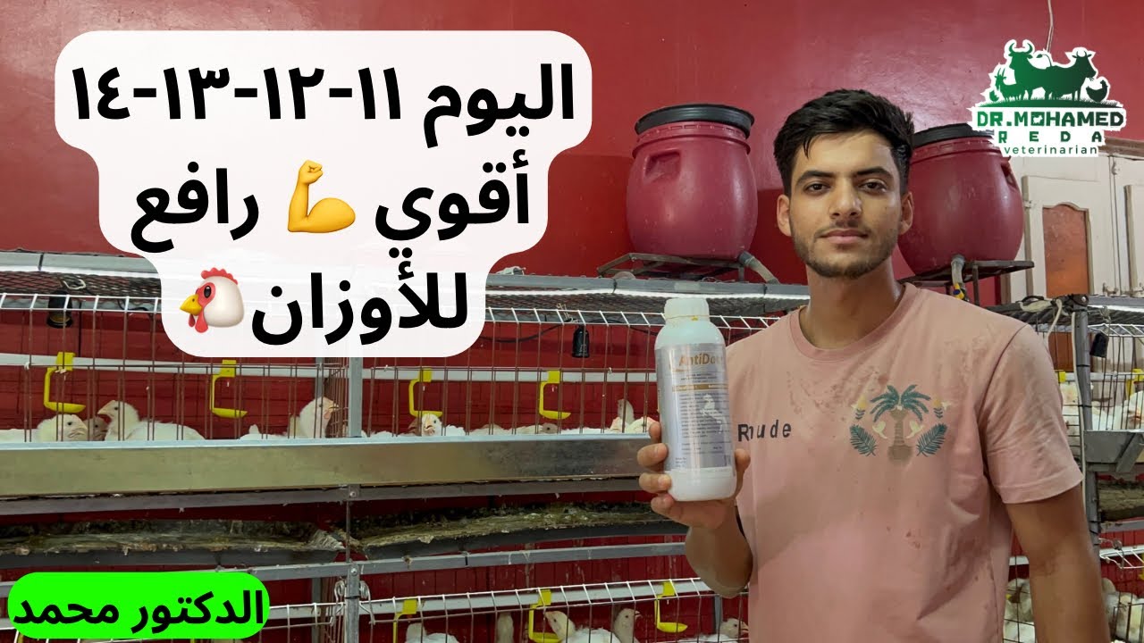 أقوي منشط نمو للفراخ البيضاء 🐔 وخلطات لزيادة وزن الفراخ 3 كيلو في شهر 🤝