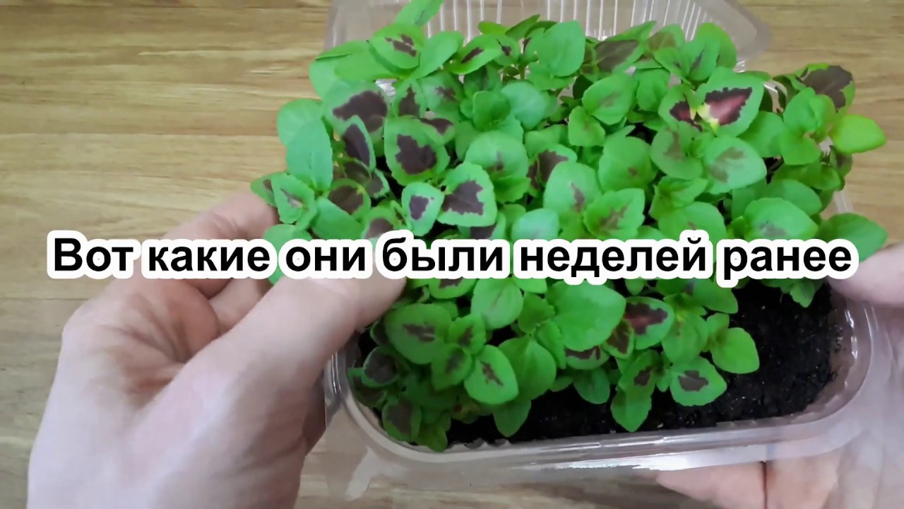 Пикировка рассады колеуса 