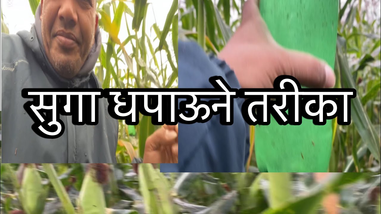 मकै जोगाऊनै गारो भयो सुगा भगाउने आईडीया गर्दै छु