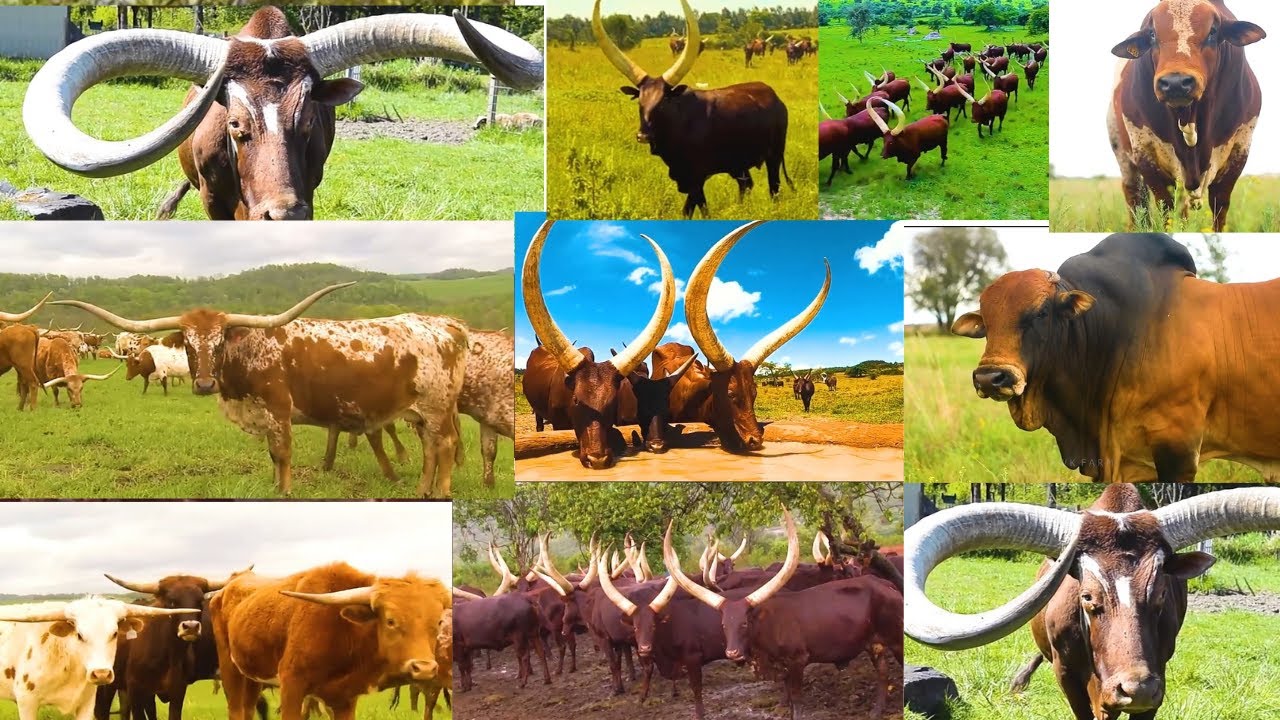Millions Of Longhorn Cattle In America And Africa Are Raised This Way - American Farming