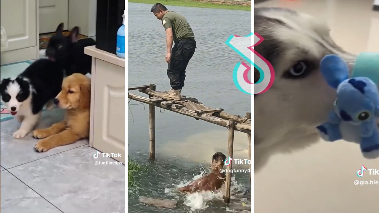 Furry Follies: A Collection of Funny Animal Moments💥💥