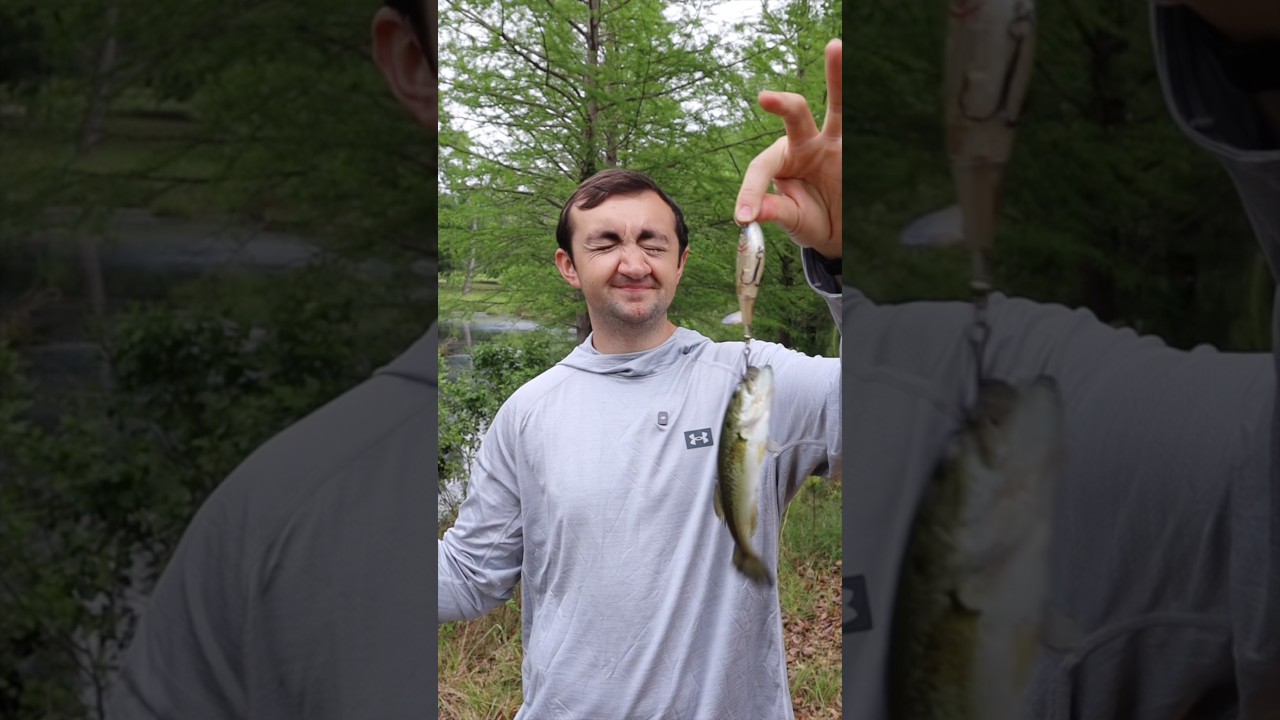 Every Size Fish Love Topwater Lures #fishing #bigfish #fishingcontent