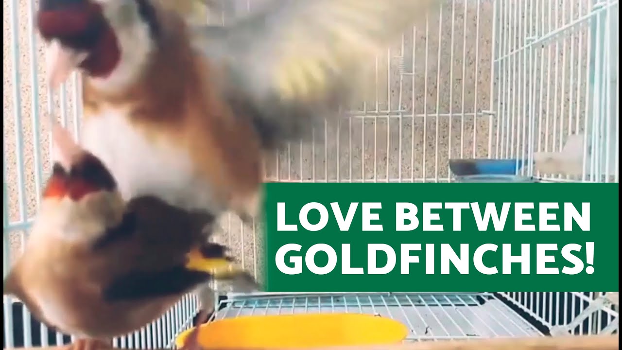 Watch How the MALE Approaches the FEMALE 💕 (Goldfinch Mating)