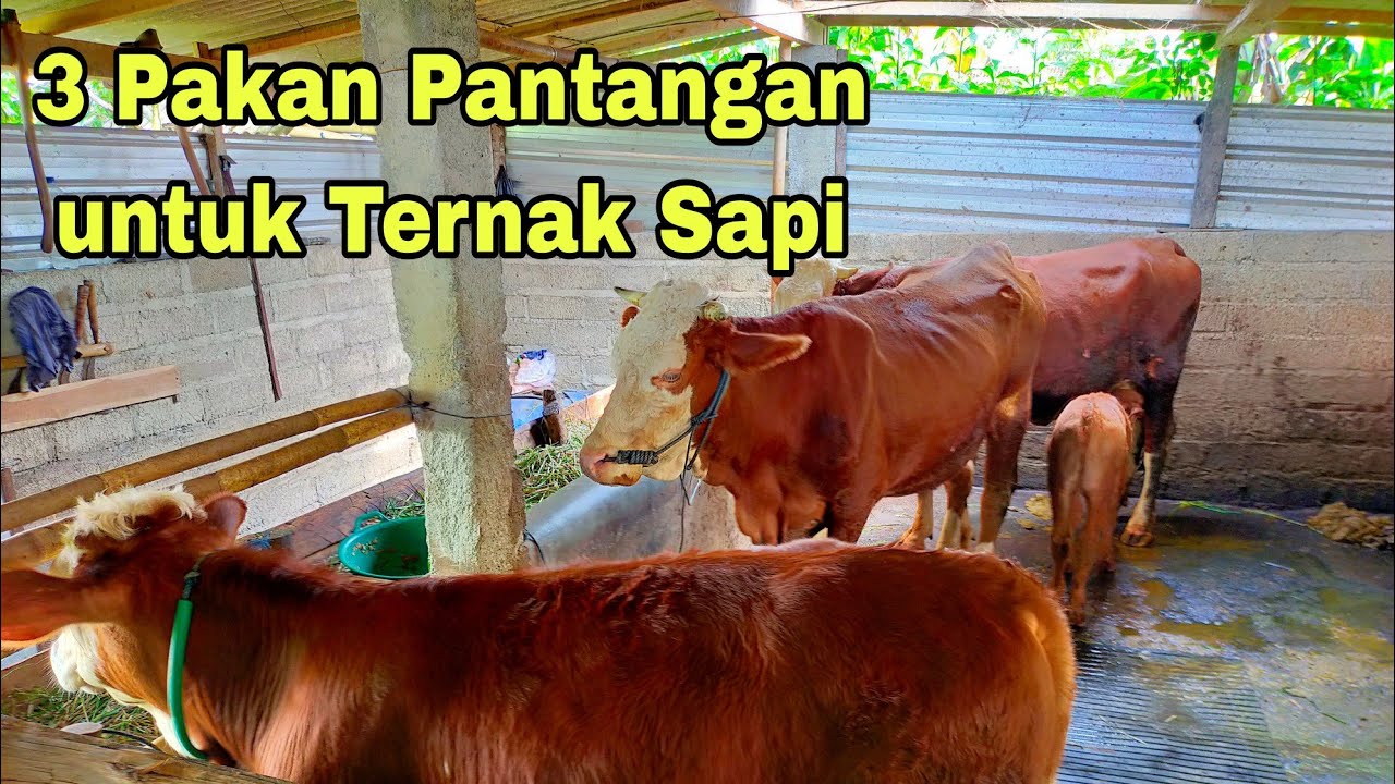 Tiga Pakan Pantangan Buat Sapi.