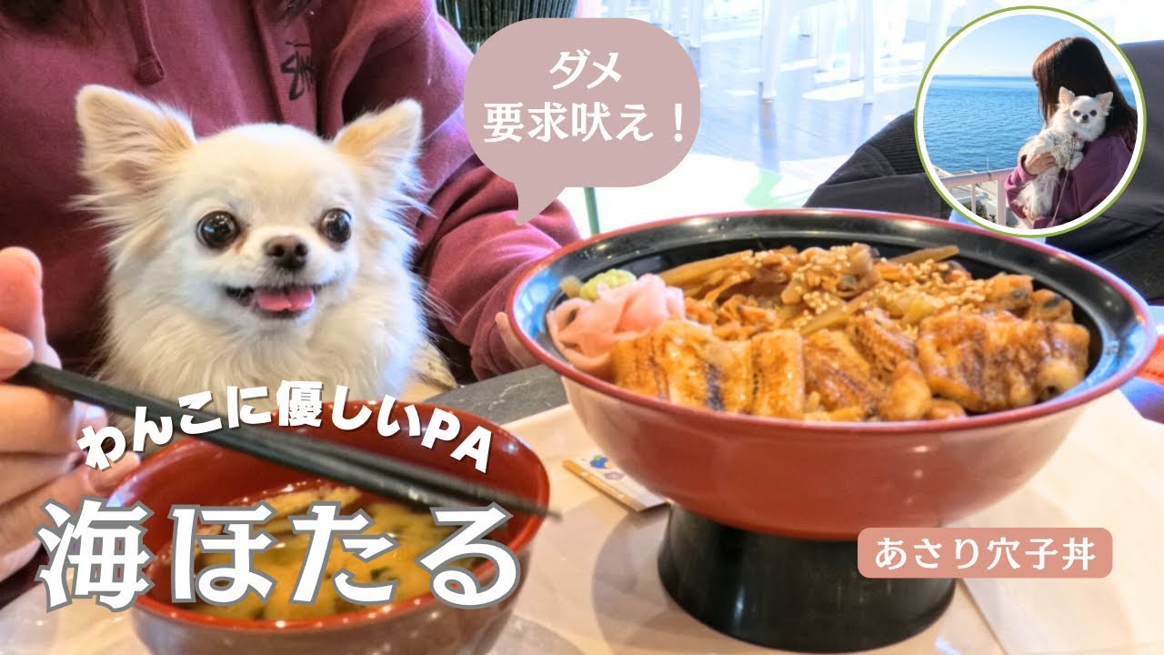 愛犬チワワと海ほたるPA🐶冬でも暖か屋内ドッグテラスで千葉グルメ三昧
