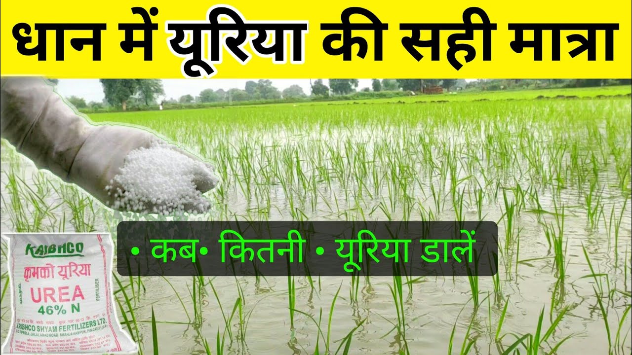 धान की फसल में यूरिया कब और कितनी मात्रा पर प्रयोग करें | सावधानी | Uriya khad | यूरिया उर्वरक खाद