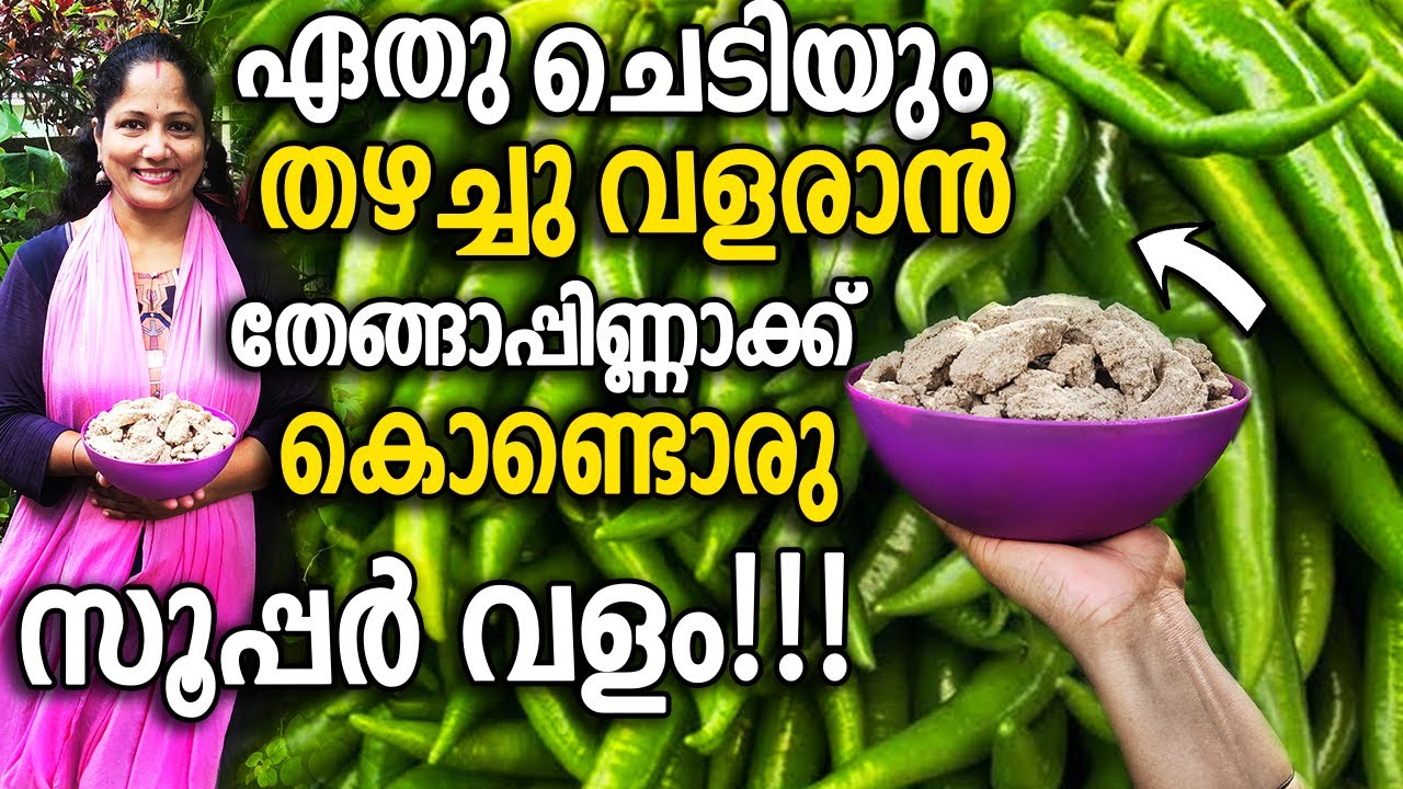 ഏതു ചെടിയും തഴച്ചു വളരാൻ തേങ്ങാപ്പിണ്ണാക്ക് കൊണ്ടൊരു സൂപ്പർ വളം! | Coconut oil cake for BEST yield!