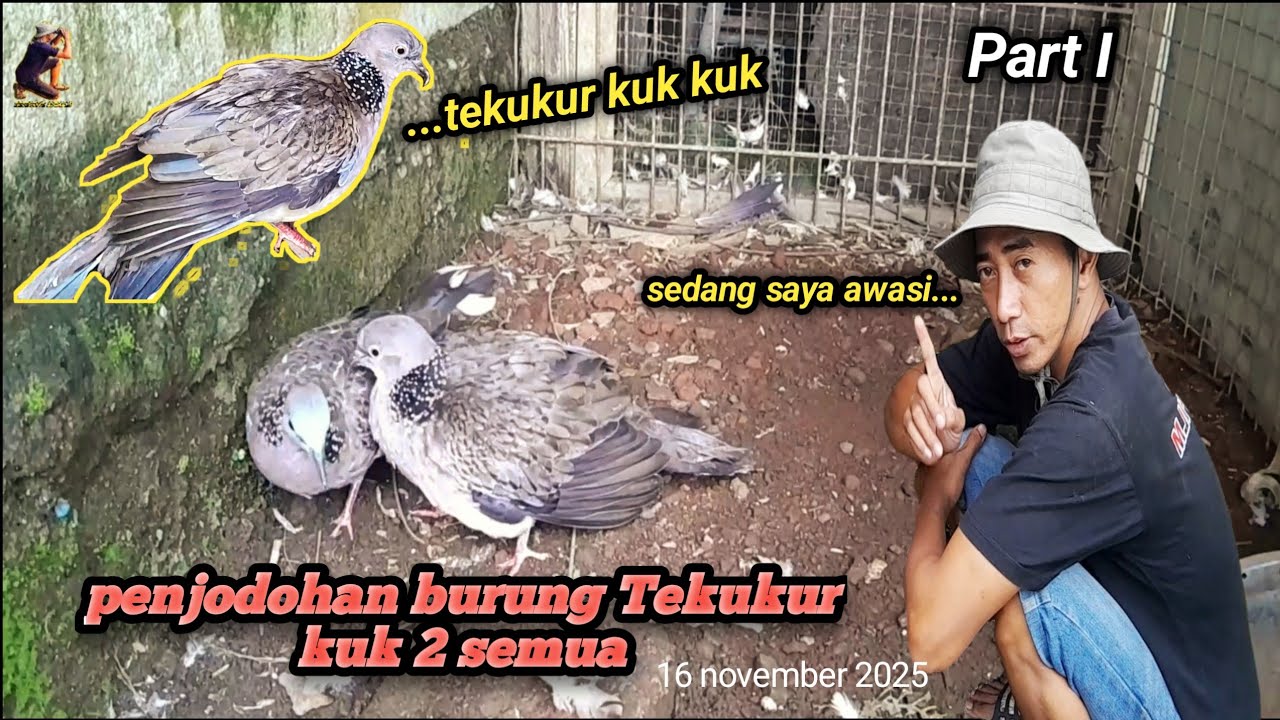 PERDANA PENJODOHAN TEKUKUR KUK 2