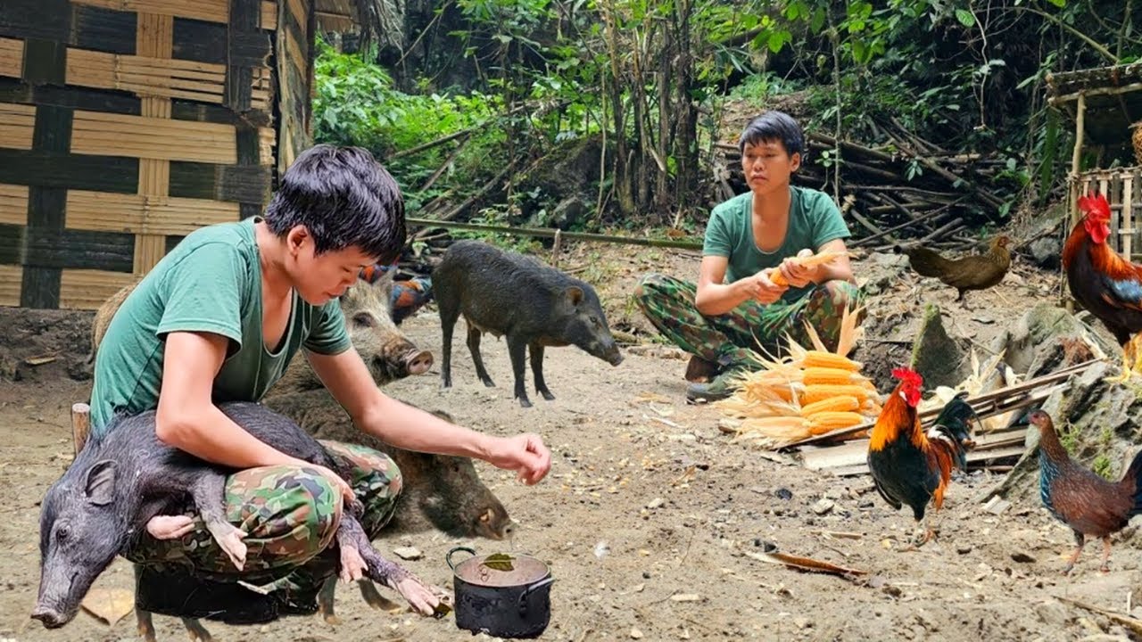 Survival Alone in the Jungle: Rescuing Injured Wild Boars and Building Shelters