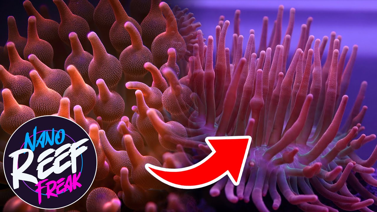 Why did my rose bubble tip anemone lose its bubble tips?