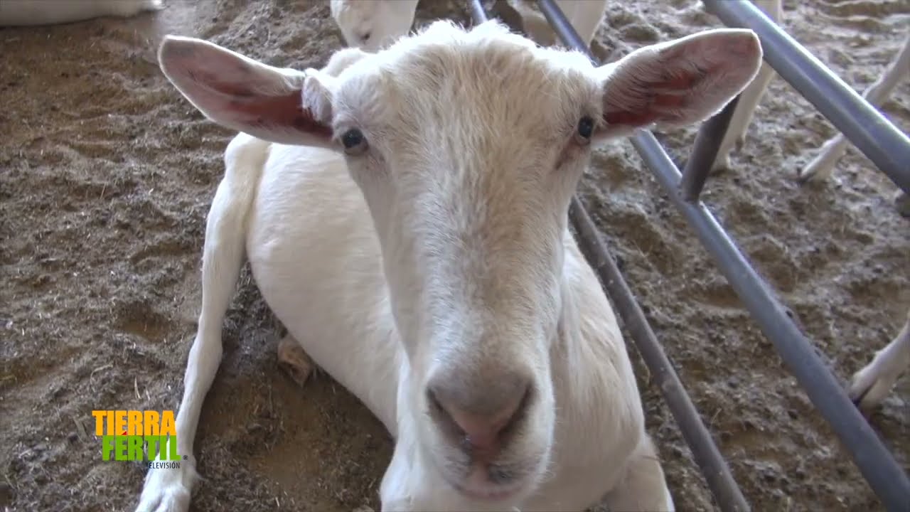 Tierra Fértil Tv- Producción de leche de cabra (13.05.23)