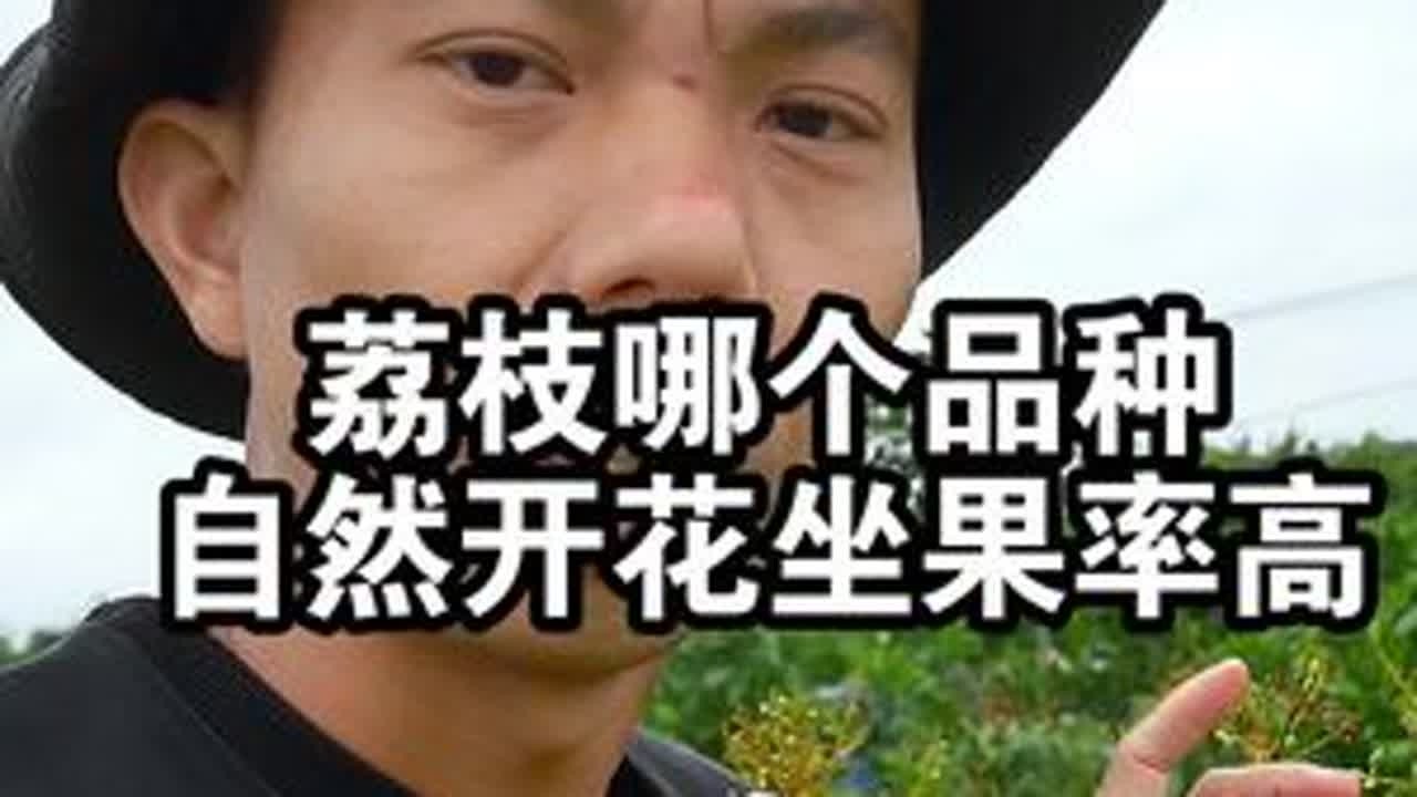 种植荔枝哪个品种，自然开花坐果率高呢？苗圃实拍给大家看看 #果树种植 #桂味荔枝#妃子笑荔枝